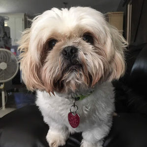 Meet your Posher, Ellis